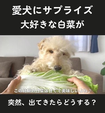 かぶりつく犬