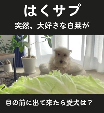 駆け寄るワンコ