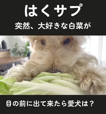 前足かけるワンコ