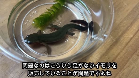 100円で売られていた足が欠けているアカハライモリを飼育する