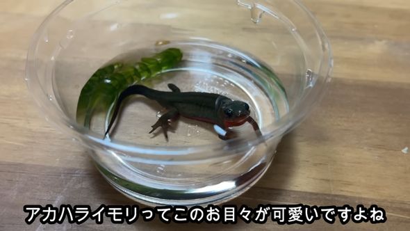 100円で売られていた足が欠けているアカハライモリを飼育する