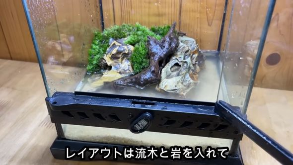 100円で売られていた足が欠けているアカハライモリを飼育するため水槽を用意