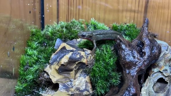 専用の水槽に入れられた足が欠けているアカハライモリ