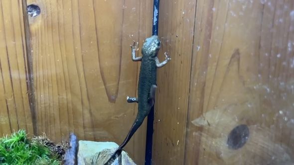 専用の水槽の壁を上る足が欠けたアカハライモリ