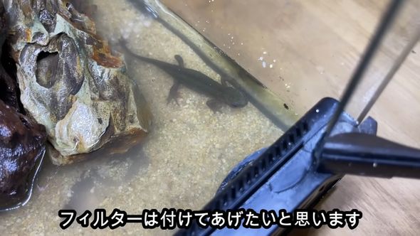 まだフィルターがないので濁った水中を歩くアカハライモリ