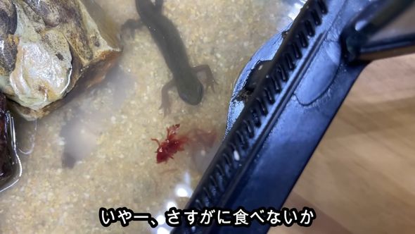 餌を食べようとしない足が欠けているアカハライモリ