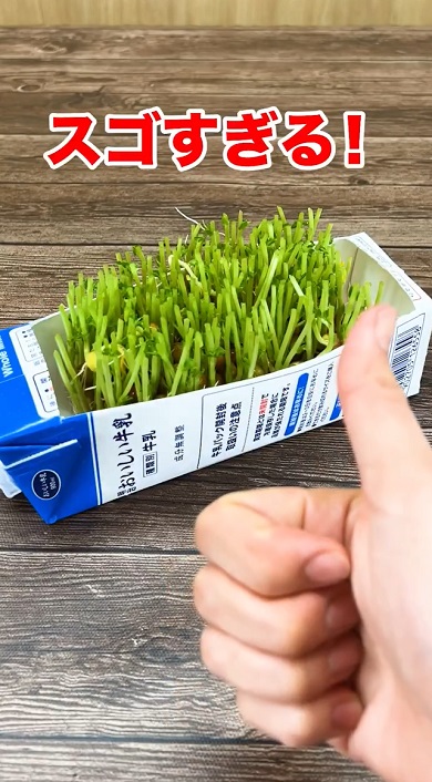 豆苗シンデレラ01