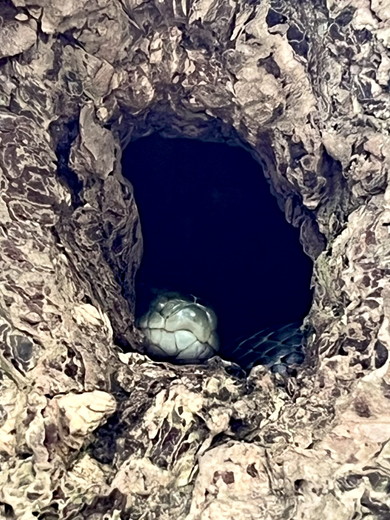 木の穴にいるアオダイショウの写真