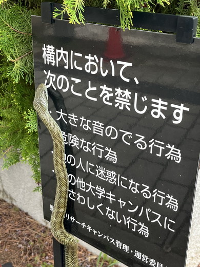 注意書きを読んでいるアオダイショウの写真