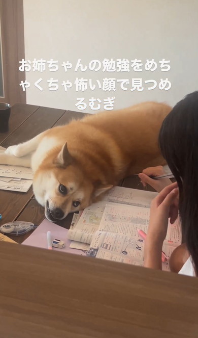 宿題をするお姉ちゃん監視するワンコ