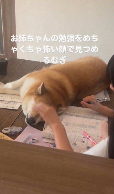 宿題をするお姉ちゃん監視するワンコ