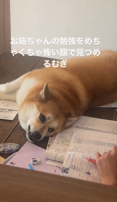 宿題をするお姉ちゃん監視するワンコ
