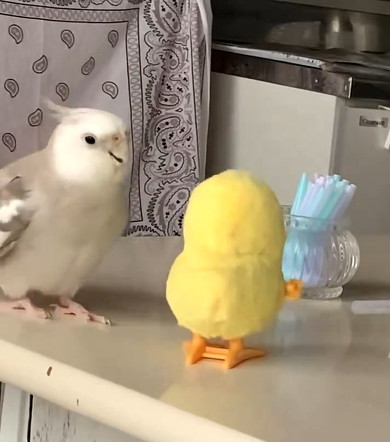 おびえるインコ