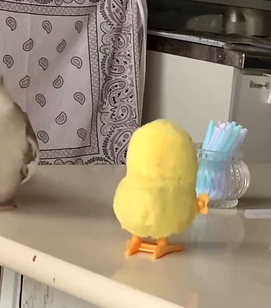 バックするインコ