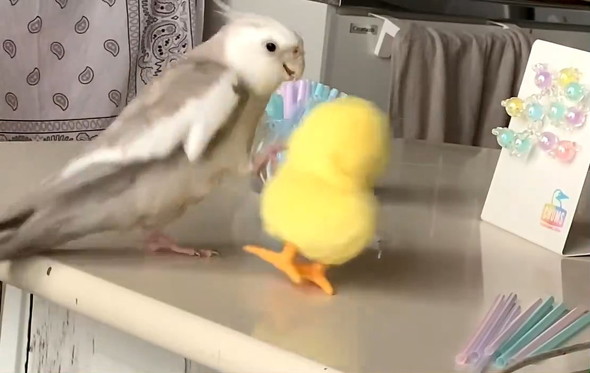 蹴るインコ