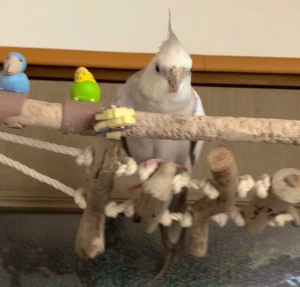 つり橋に乗ったインコ