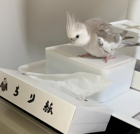 ティッシュとインコ