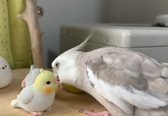 オモチャとインコ