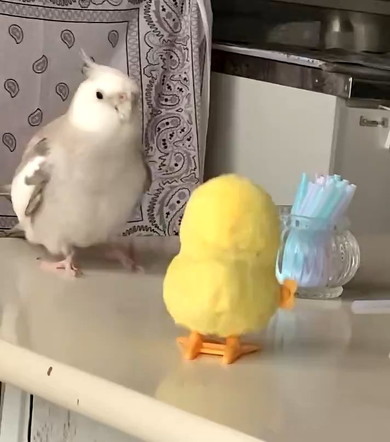 離れたインコ