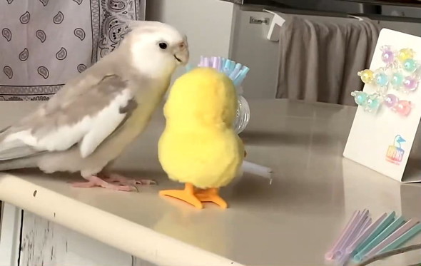 オモチャに近づくインコ
