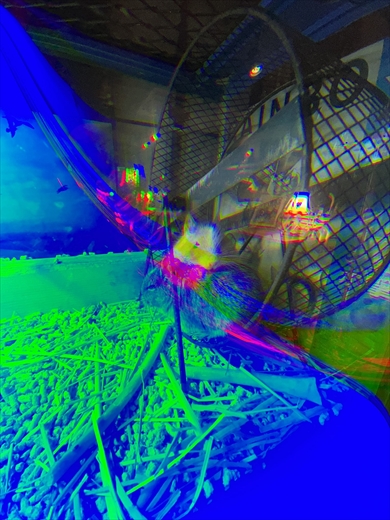 iPhoneの壊れたカメラで撮影したサイケデリックな写真