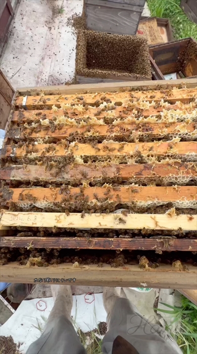 養蜂家の採蜜風景の動画