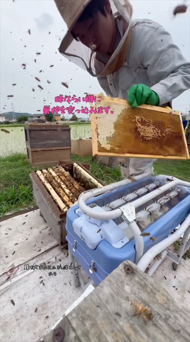 養蜂家の採蜜風景の動画