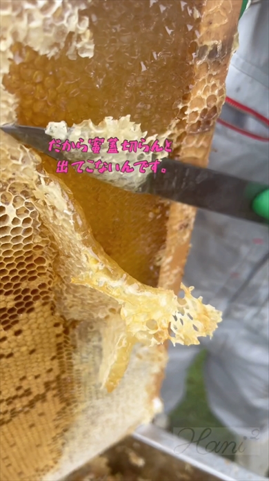 養蜂家の採蜜風景の動画