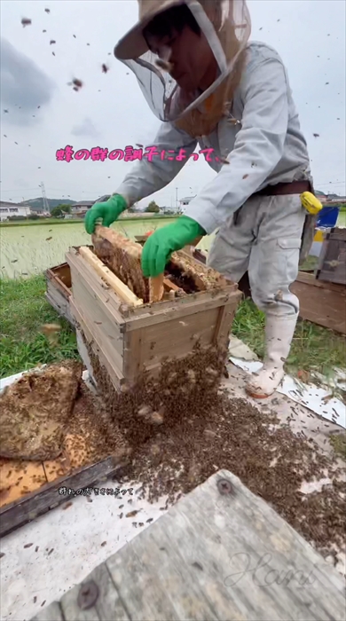 養蜂家の採蜜風景の動画