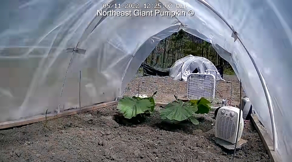 カボチャ 農家 ハロウィン