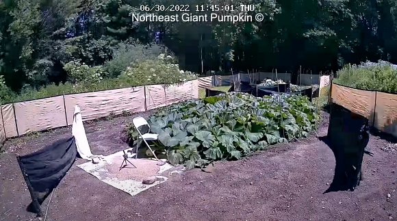 カボチャ 農家 ハロウィン