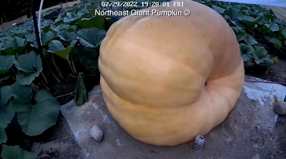 カボチャ 農家 ハロウィン