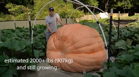 カボチャ 農家 ハロウィン