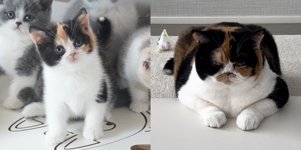 猫ちゃんビフォーアフター