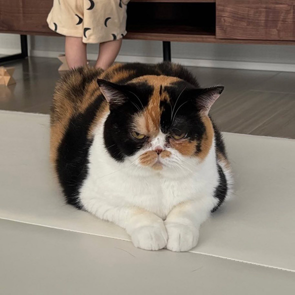 正面を見る猫ちゃん後ろに子ども