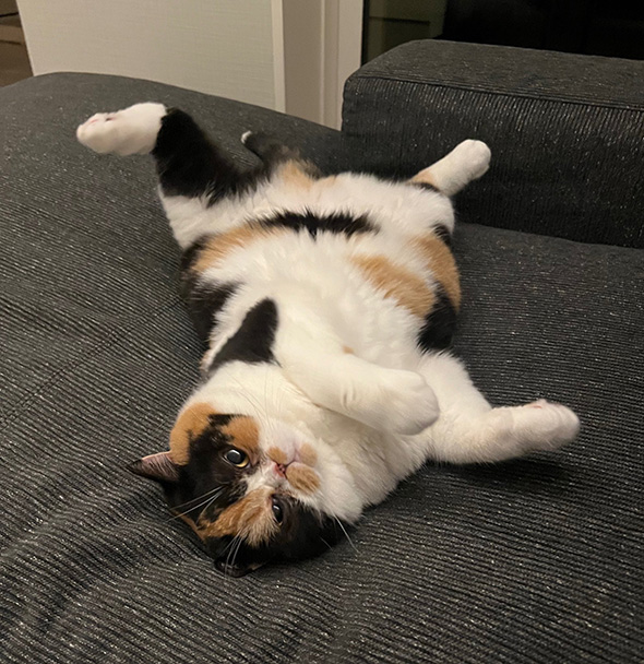 ごろ寝する猫ちゃん