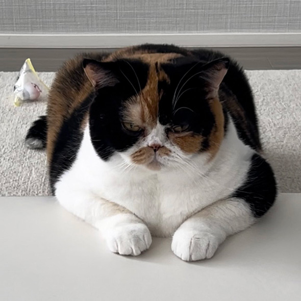 2024年の猫ちゃん後ろにテトラパック