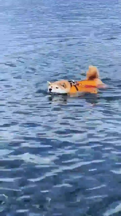 水泳している柴ワンコ