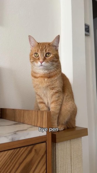 飼い主の話を聞く猫