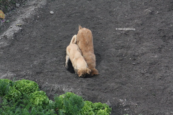 穴掘りに励むワンコたち