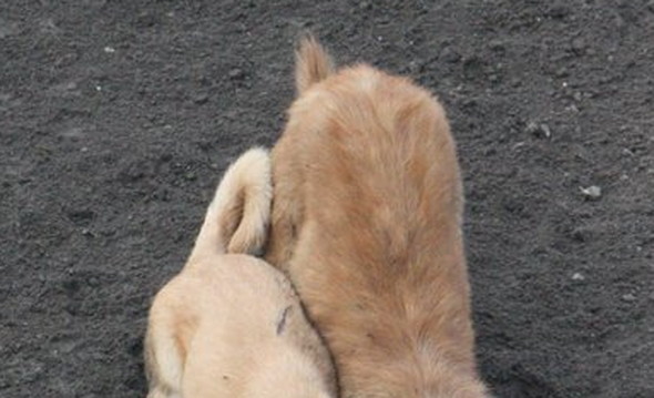 穴掘りに励むワンコたち