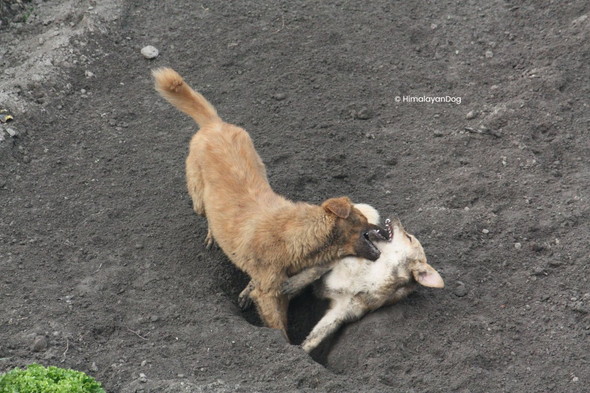 穴掘りに励むワンコたち
