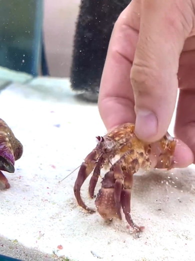 逃げるヤドカリ