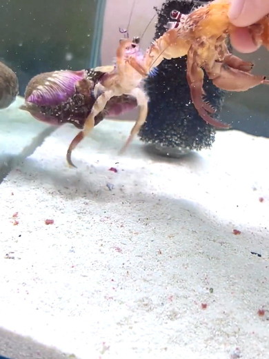 追い詰められたヤドカリ