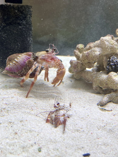 脱皮したヤドカリ