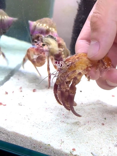 逃げるヤドカリ