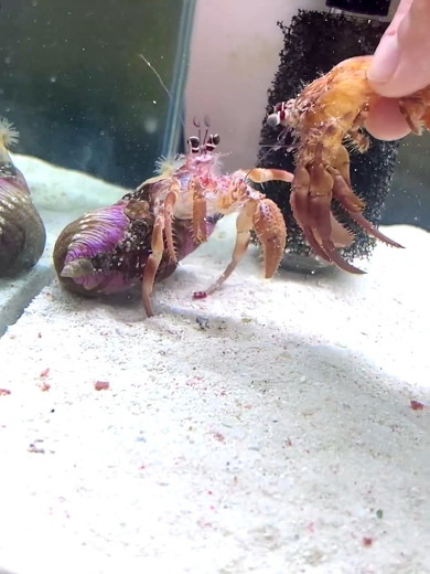 追い詰められたヤドカリ