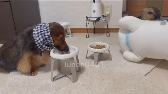 ごはんを食べているカニヘンダックスフントのワンコ