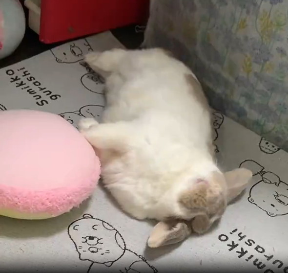 寝転ぶウサギ