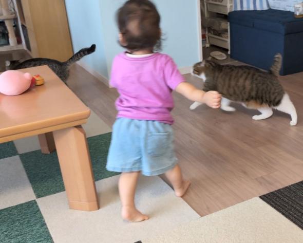 娘ちゃんの相手を頑張る猫